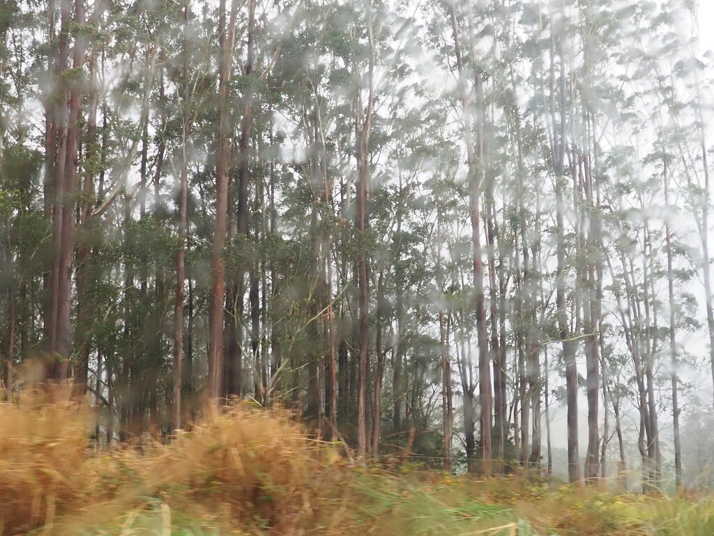 A stand of Eucalyptus trees , taken while driving  by Dawn