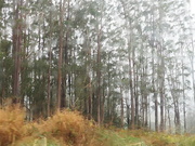 30th Sep 2023 - A stand of Eucalyptus trees , taken while driving 