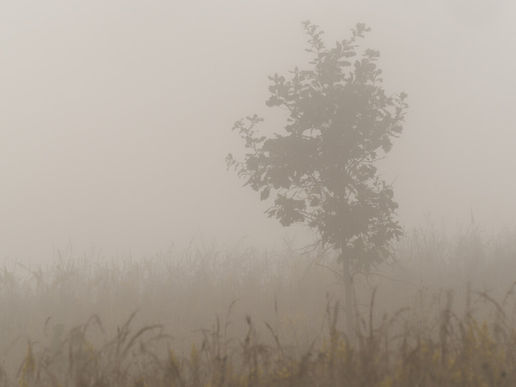 tree in the fog by rminer