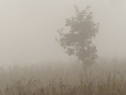 29th Sep 2023 - tree in the fog