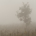 tree in the fog by rminer