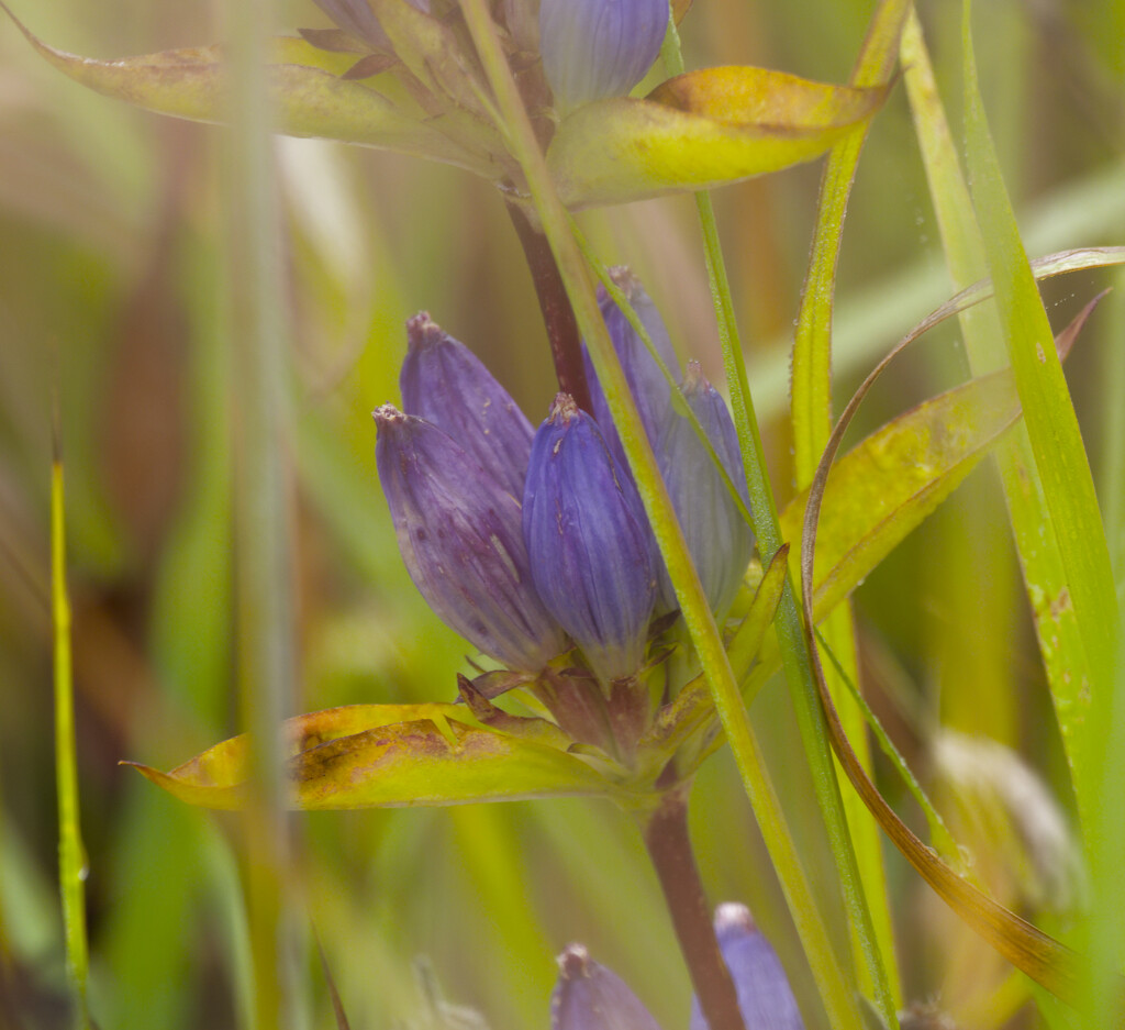 gentian by rminer