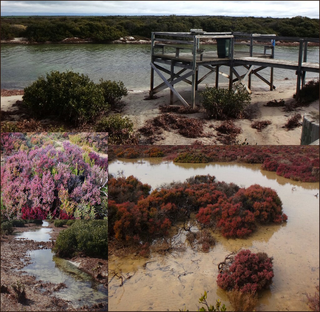 Salt flats, Mangroves and Samphire.... by robz