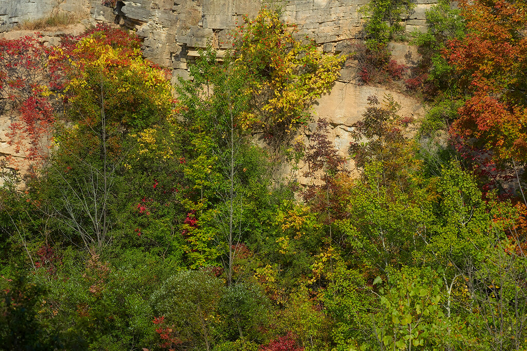 Cliff Wall at Kerncliff Park by gardencat