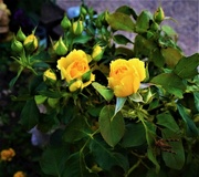 30th Sep 2023 - Yellow Roses & An Unwelcome Photo-bomber ~ 