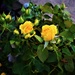 Yellow Roses & An Unwelcome Photo-bomber ~  by happysnaps