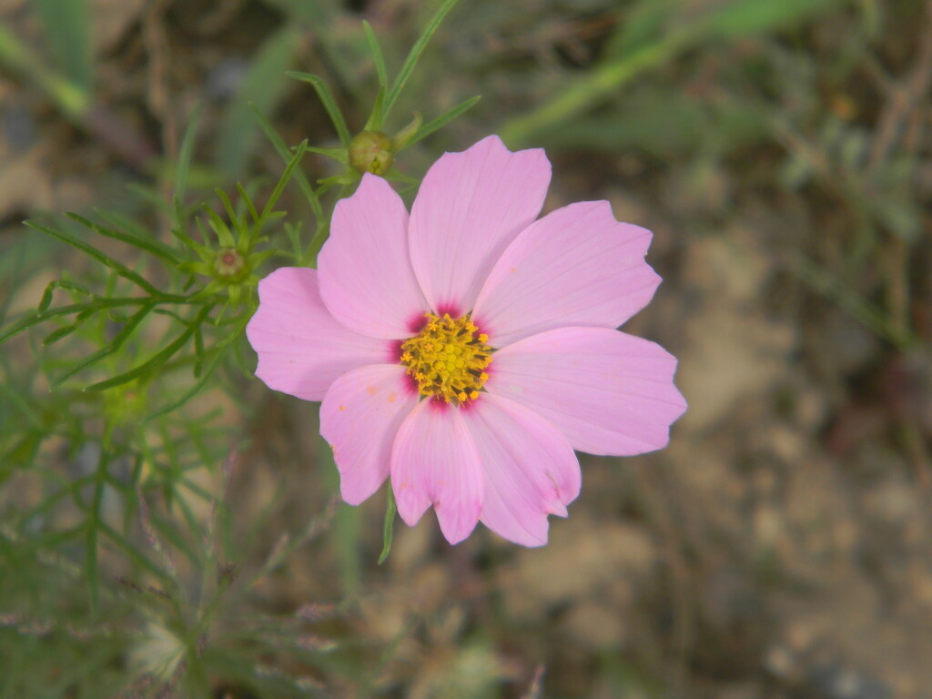 Pink Cosmos Flower in Equipment Yard  by sfeldphotos