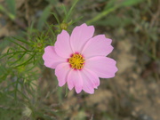 29th Sep 2023 - Pink Cosmos Flower in Equipment Yard 
