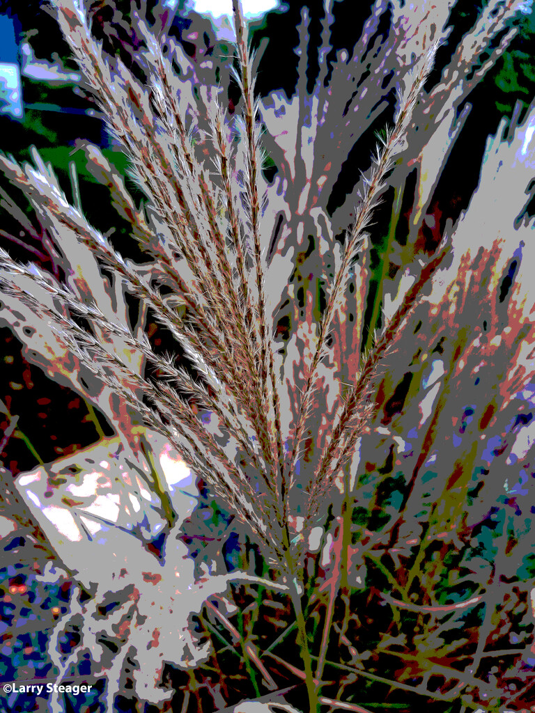 Closeup Maiden grass artistic a by larrysphotos