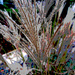 Closeup Maiden grass artistic a