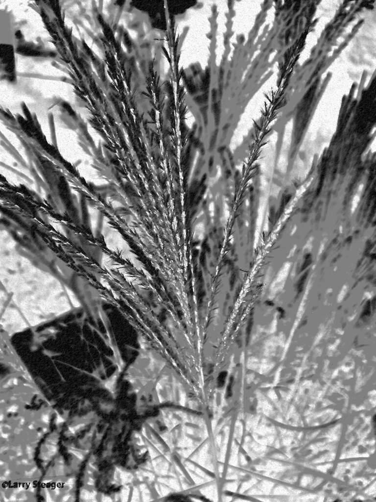 Closeup Maiden grass artistic b by larrysphotos