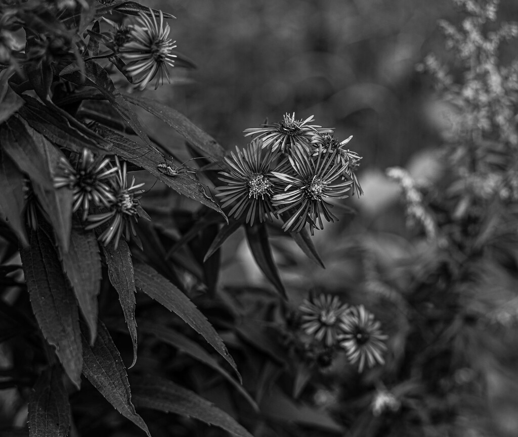 Fall aster by darchibald