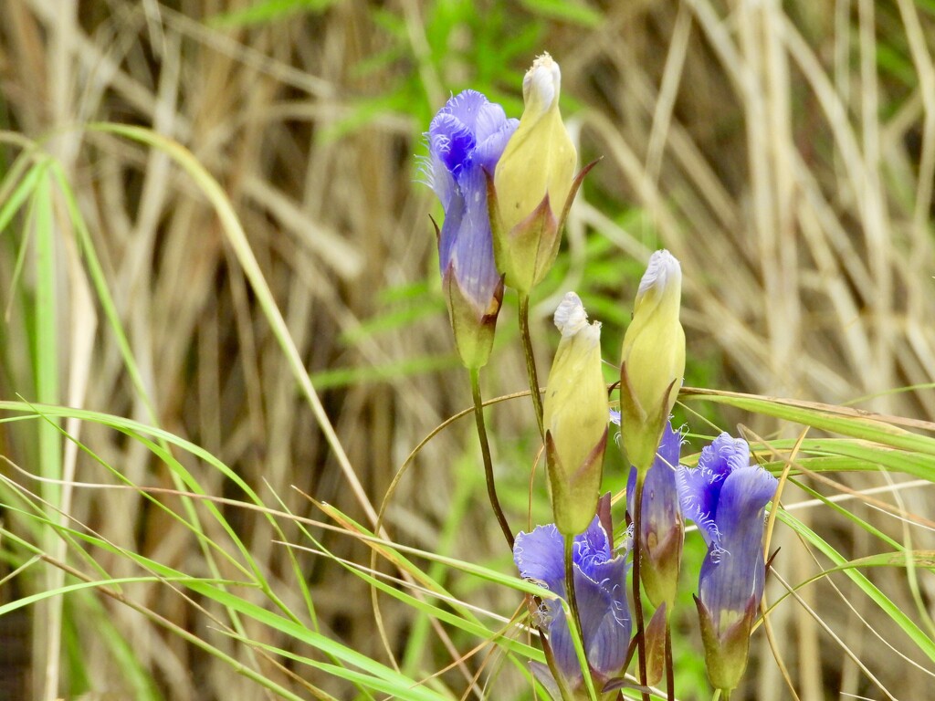 Frilled Gentian by amyk