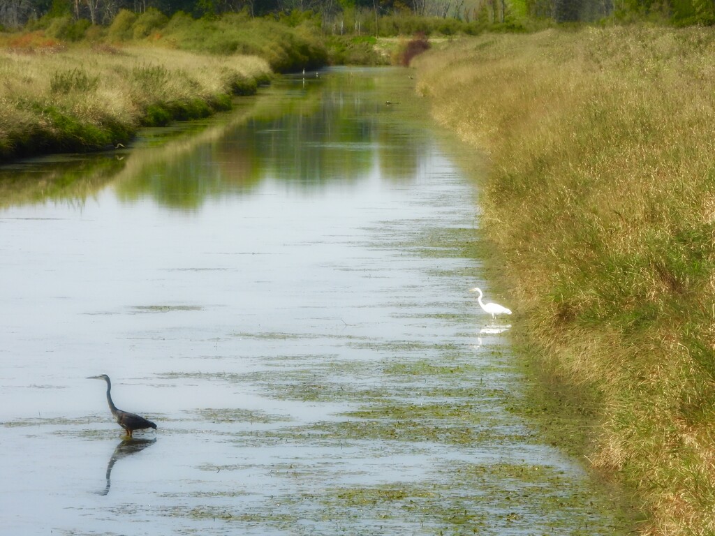 at the refuge… by amyk