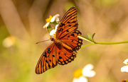 29th Sep 2023 - Gulf Fritillary Butterfly!