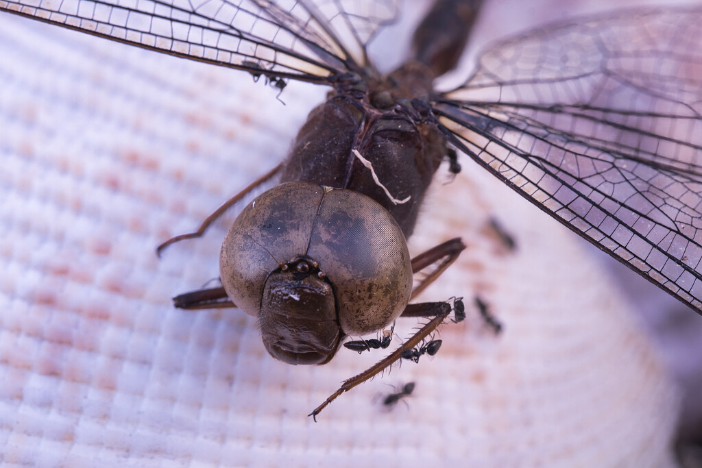 Dead dragonfly by dkbarnett