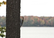 29th Sep 2023 - Metal woodpecker dressed in fall