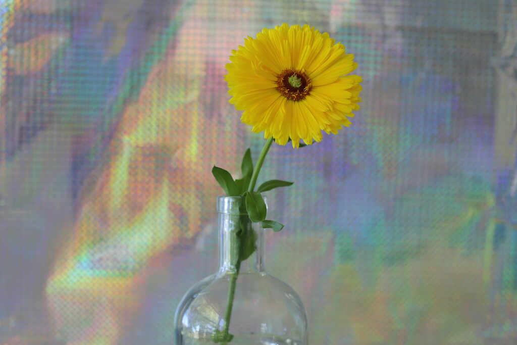 SOOC Challenge: Yellow flower by jeneurell