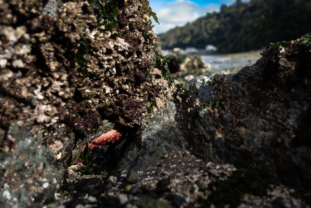 Surprise Low Tide by tina_mac