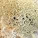 Mushroom closeup by congaree