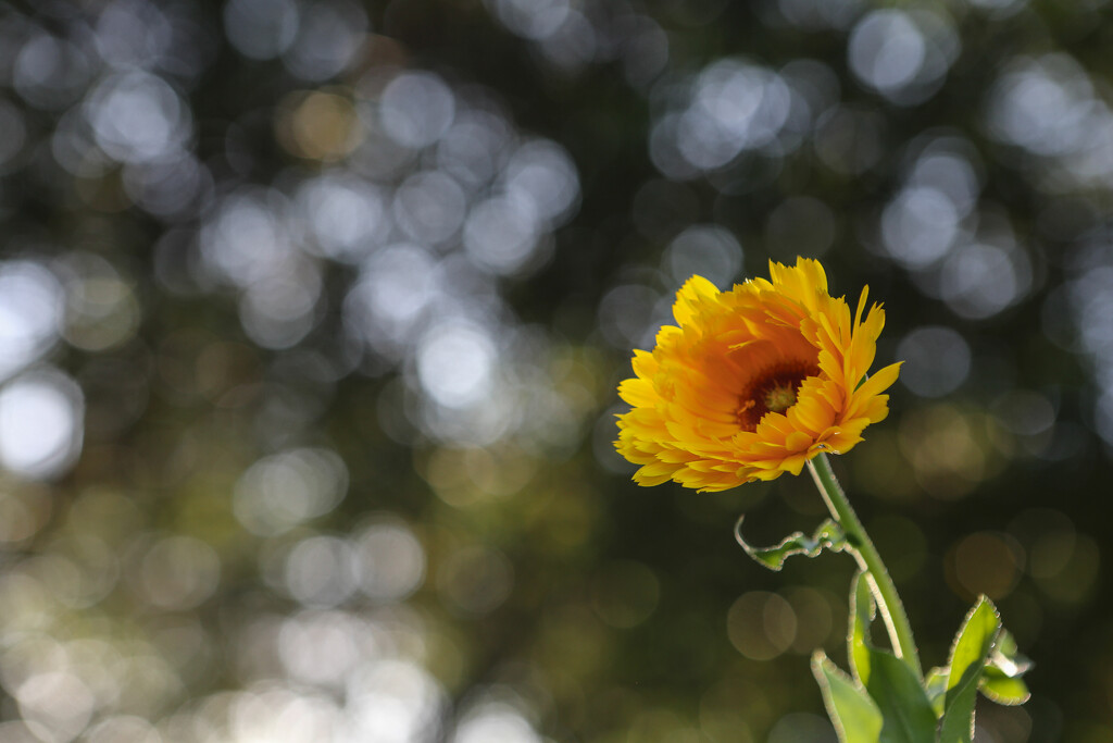 Yellow flower by jeneurell