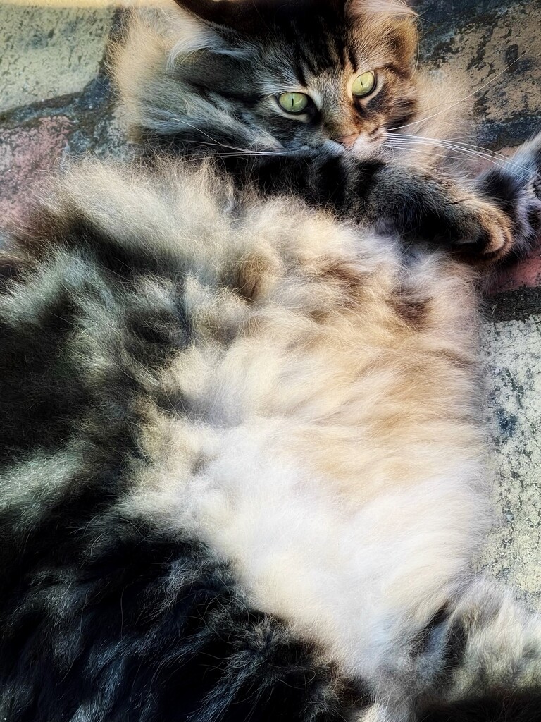 Fluffy Belly Trap Activated by gardenfolk