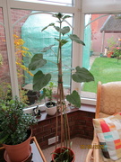 30th Sep 2023 - Our sunflower