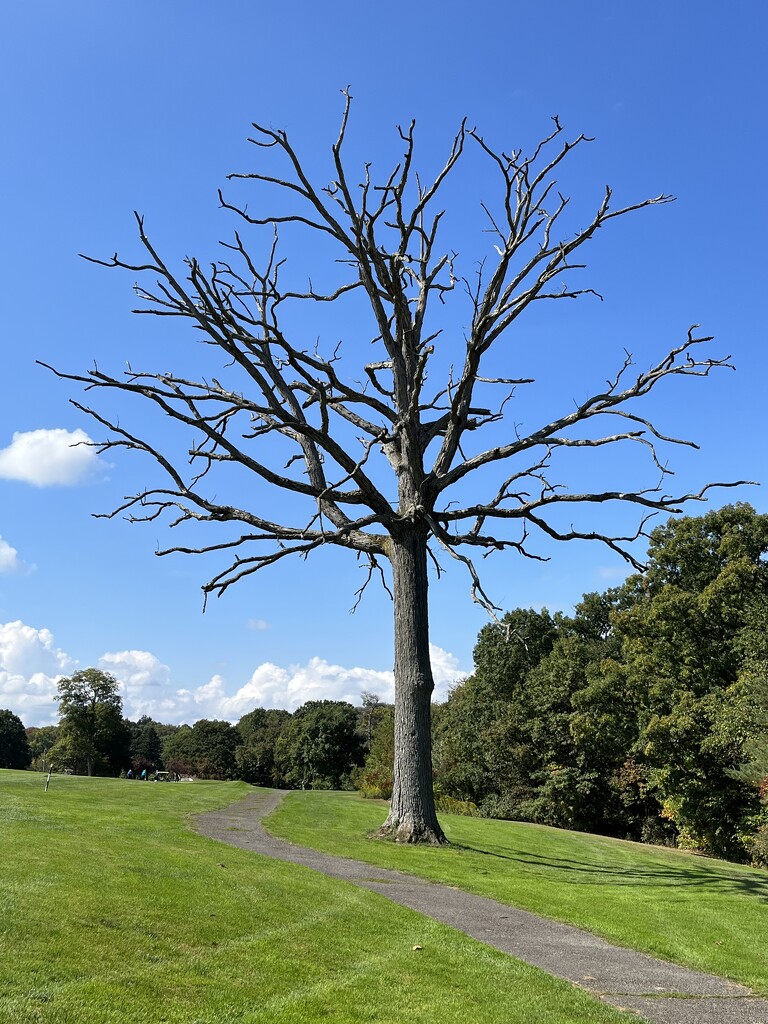 Big Dead Tree by pej76