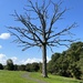 Big Dead Tree by pej76