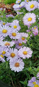 30th Sep 2023 - Asters