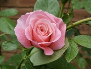 30th Sep 2023 - A rose 