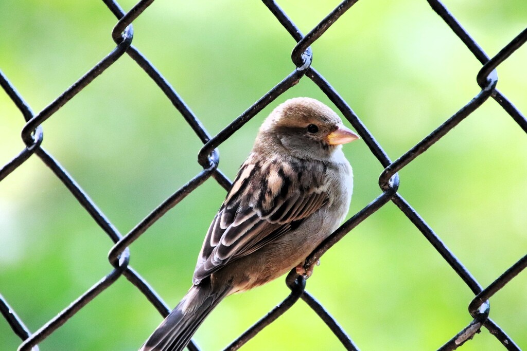 Bird On A Fence by randy23