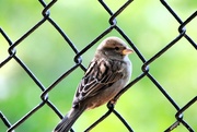 16th Sep 2023 - Bird On A Fence