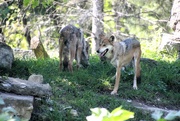 17th Sep 2023 - Mexican Gray Wolves