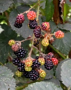 30th Sep 2023 - Blackberries