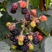 Blackberries by arkensiel