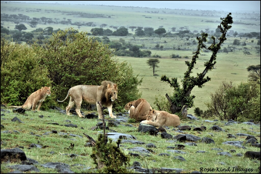 Pride of lions by rosiekind
