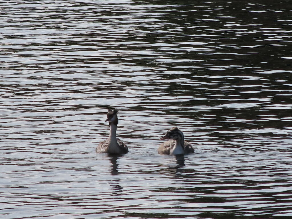 Great Crested Grebes by g3xbm