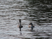 30th Sep 2023 - Great Crested Grebes