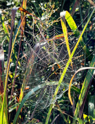 30th Sep 2023 - In the Web