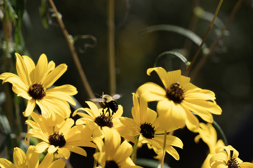 Flower to Flower by k9photo