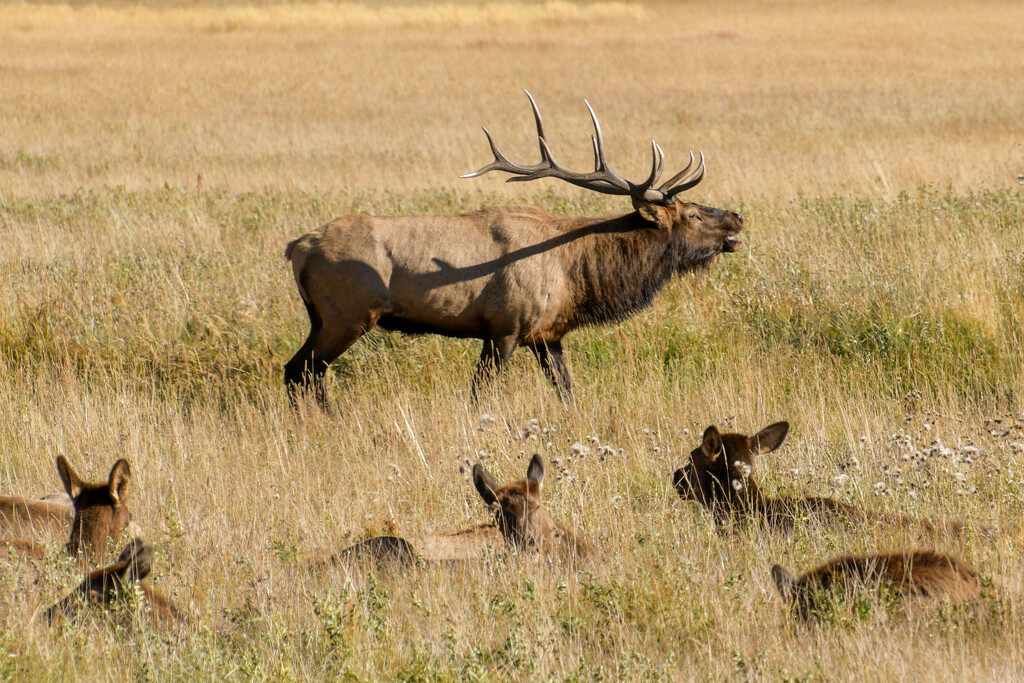 Bull Elk protecting his herd by danette