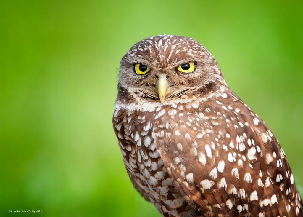 Burrowing Owl by photographycrazy