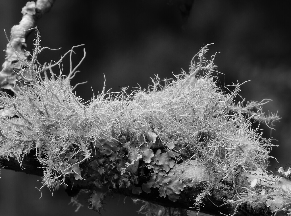 Lichens... by marlboromaam
