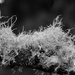 Lichens...