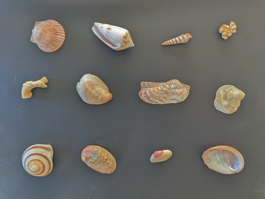 Seashells  by kathybc