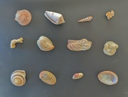 29th Sep 2023 - Seashells 