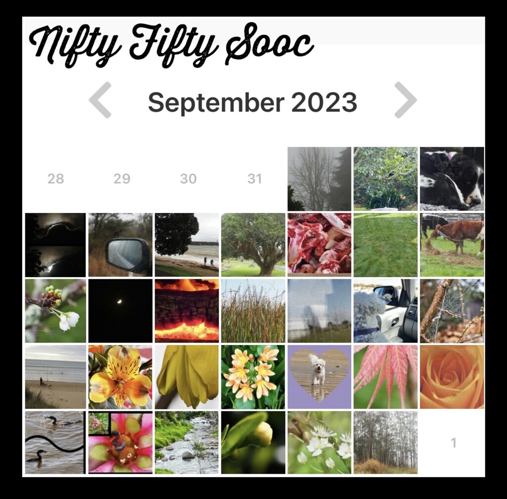Completed month of Nifty Fifty sooc  by Dawn