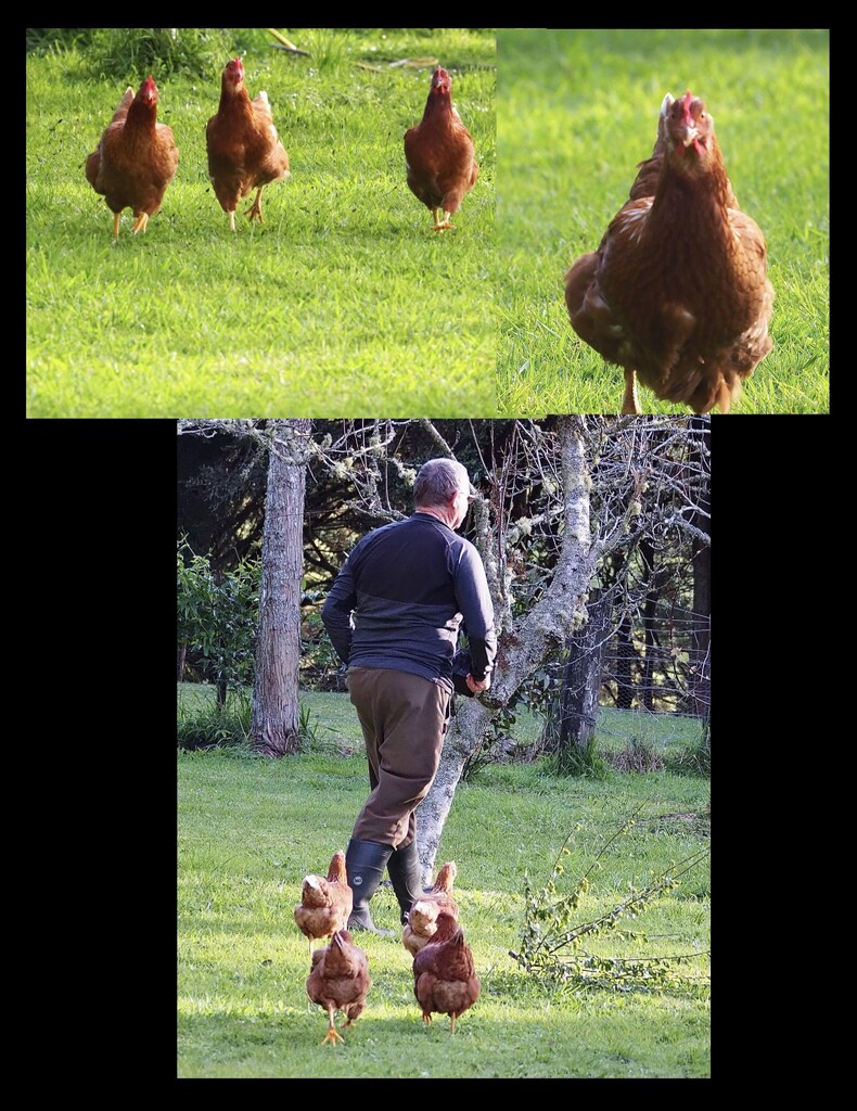 Top photo shows our chooks coming running to us , then it’s a case of pied piper lol by Dawn