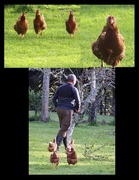 1st Oct 2023 - Top photo shows our chooks coming running to us , then it’s a case of pied piper lol